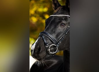 KWPN, Mare, 14 years, 16,1 hh, Black