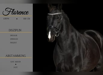 KWPN, Mare, 14 years, 16,1 hh, Black