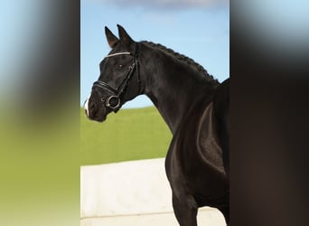 KWPN, Mare, 14 years, 16,1 hh, Black