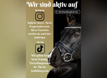 KWPN, Mare, 14 years, 16,1 hh, Black