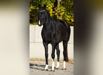 KWPN, Mare, 14 years, 16,1 hh, Black