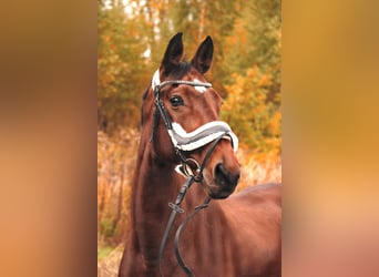 KWPN, Mare, 14 years, 16.1 hh, Brown