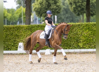 KWPN, Mare, 14 years, 16.1 hh, Chestnut-Red