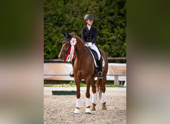 KWPN, Mare, 14 years, 16.1 hh, Chestnut-Red