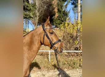 KWPN, Mare, 14 years, 16.1 hh, Chestnut-Red