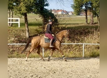 KWPN, Mare, 14 years, 16.1 hh, Chestnut-Red