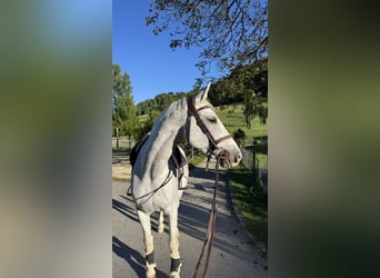 KWPN, Mare, 14 years, 16.1 hh, Grey