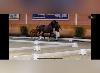 KWPN, Stute, 14 Jahre, 16,1 hh, Schwarzbrauner