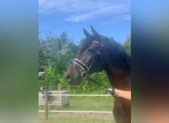 KWPN, Mare, 14 years, 16,1 hh, Smoky-Black