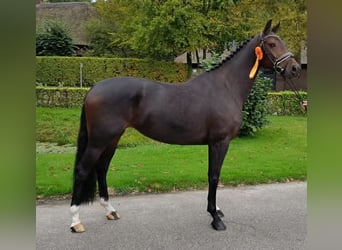 KWPN, Mare, 14 years, 16,2 hh, Bay-Dark