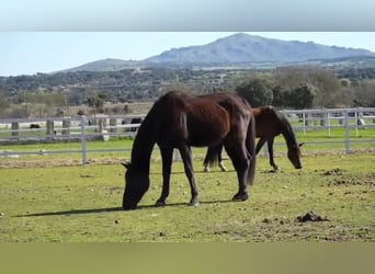 KWPN, Mare, 14 years, 16.2 hh, Bay-Dark