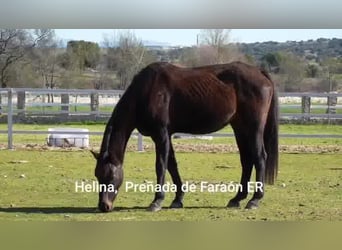 KWPN, Mare, 14 years, 16.2 hh, Bay-Dark