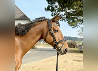 KWPN, Mare, 14 years, 16.2 hh, Brown