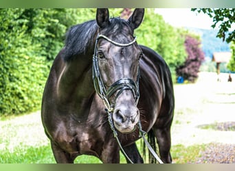 KWPN, Mare, 14 years, 16 hh, Black