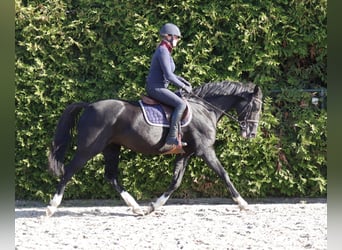 KWPN, Mare, 14 years, 16 hh, Black