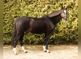 KWPN, Mare, 14 years, 16 hh, Black