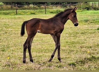 KWPN, Mare, 14 years, 16 hh, Brown