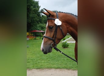 KWPN, Mare, 14 years, 16 hh, Brown