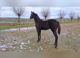 KWPN, Mare, 14 years, 16 hh, Brown