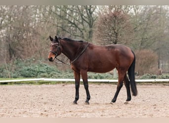 KWPN, Mare, 14 years, 16 hh, Brown