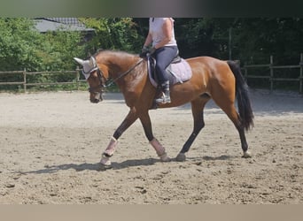 KWPN, Mare, 14 years, 16 hh, Brown