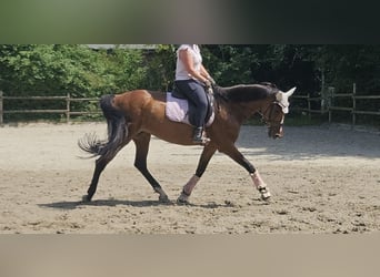 KWPN, Mare, 14 years, 16 hh, Brown