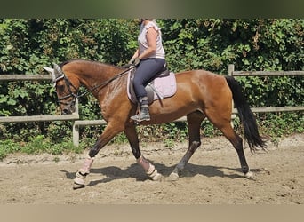 KWPN, Mare, 14 years, 16 hh, Brown
