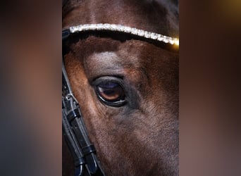KWPN, Mare, 14 years, 16 hh, Brown