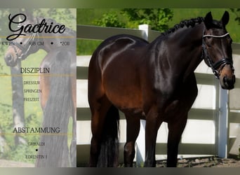 KWPN, Mare, 14 years, 16 hh, Brown