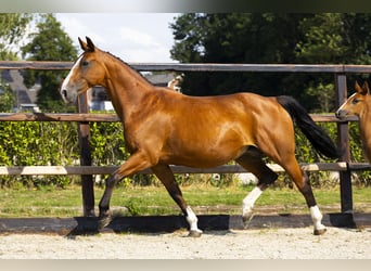 KWPN, Mare, 14 years, 16 hh, Brown-Light