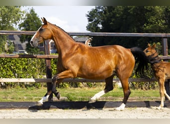 KWPN, Mare, 14 years, 16 hh, Brown-Light