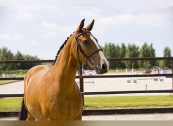 KWPN, Mare, 14 years, 16 hh, Brown-Light