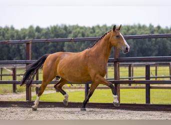 KWPN, Mare, 14 years, 16 hh, Brown-Light