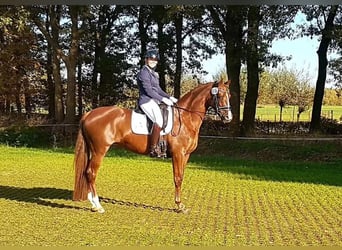KWPN, Mare, 14 years, 16 hh, Chestnut