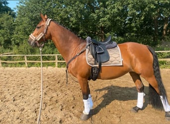 KWPN, Mare, 14 years, 16 hh, Chestnut-Red