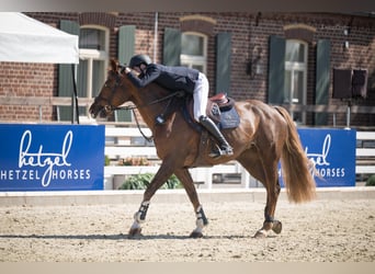 KWPN, Mare, 14 years, 16 hh, Chestnut