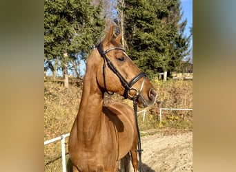 KWPN, Mare, 14 years, 16,1 hh, Chestnut-Red