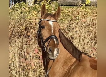 KWPN, Mare, 14 years, 16,1 hh, Chestnut-Red
