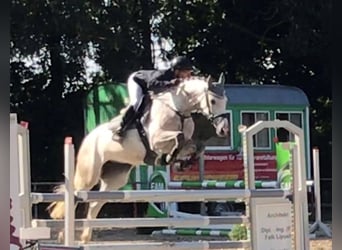 KWPN, Mare, 14 years, 16,1 hh, Grey