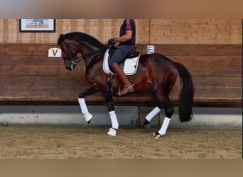 KWPN, Mare, 14 years, 16,2 hh, Bay-Dark