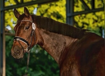 KWPN, Mare, 14 years, 16,2 hh, Bay-Dark