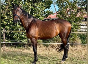 KWPN, Mare, 14 years, 16,2 hh, Bay-Dark