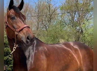 KWPN, Mare, 14 years, 16,2 hh, Bay-Dark