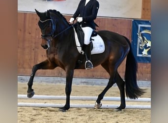 KWPN, Mare, 14 years, 16,2 hh, Bay-Dark