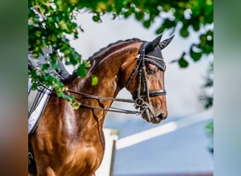 KWPN, Mare, 14 years, 16,2 hh, Bay-Dark