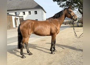 KWPN, Mare, 14 years, 16,2 hh, Brown