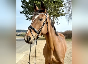 KWPN, Mare, 14 years, 16,2 hh, Brown