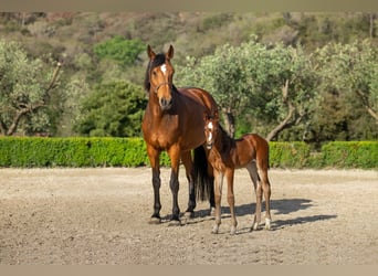 KWPN, Mare, 14 years, 17 hh, Brown