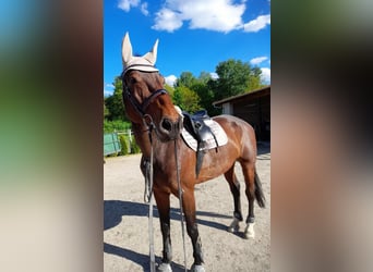 KWPN, Mare, 14 years, 18,2 hh, Brown