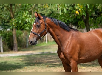 KWPN, Mare, 15 years, 15 hh